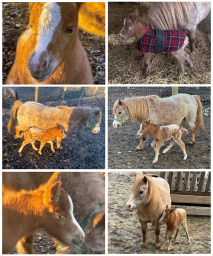 Falabella Miniature Horse For Sale - Toyland Cosmopolitan