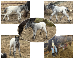 Falabella Miniature Horse For Sale - Toyland Drama Queen
