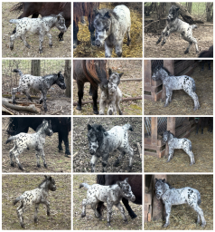 Falabella Miniature Horse For Sale - Toyland Geronimo