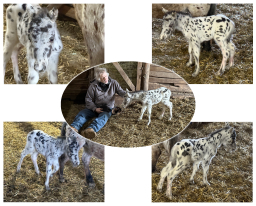 Falabella Miniature Horse For Sale - Toyland Silas