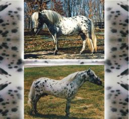 Falabella Guille-29in_Reference Sire