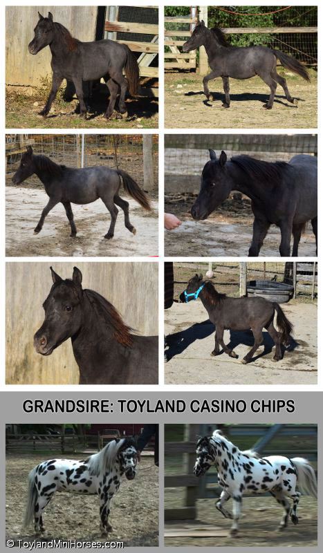 Toyland-Grand-Casino.jpg