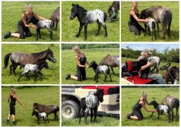 Falabella Miniature Horse For Sale - Toyland Chippendale